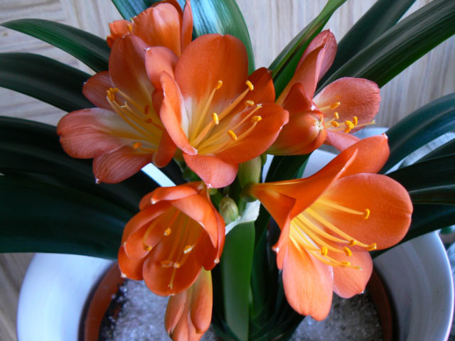 Orange Clivia Plant