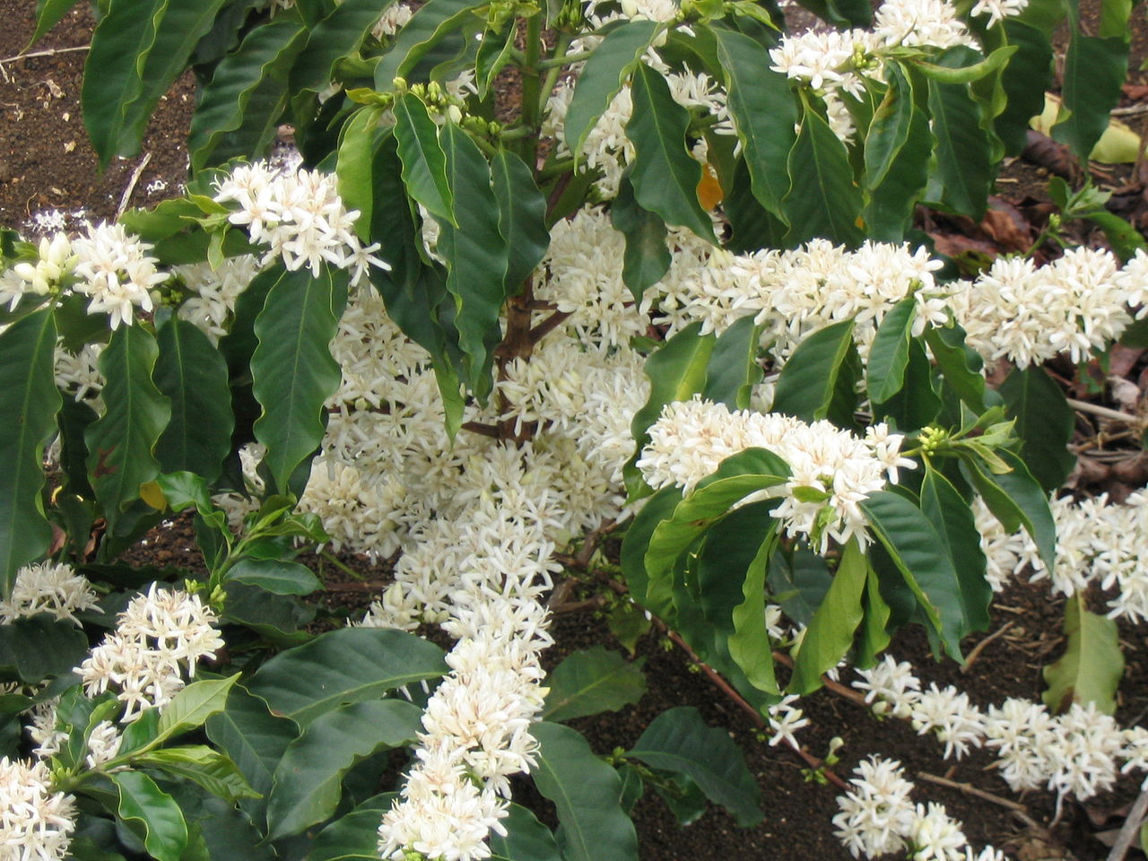 White flowers on Coffee Plant.