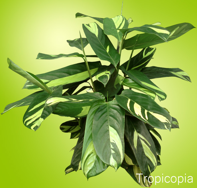 Green and white patterned Ctenanthe Plant