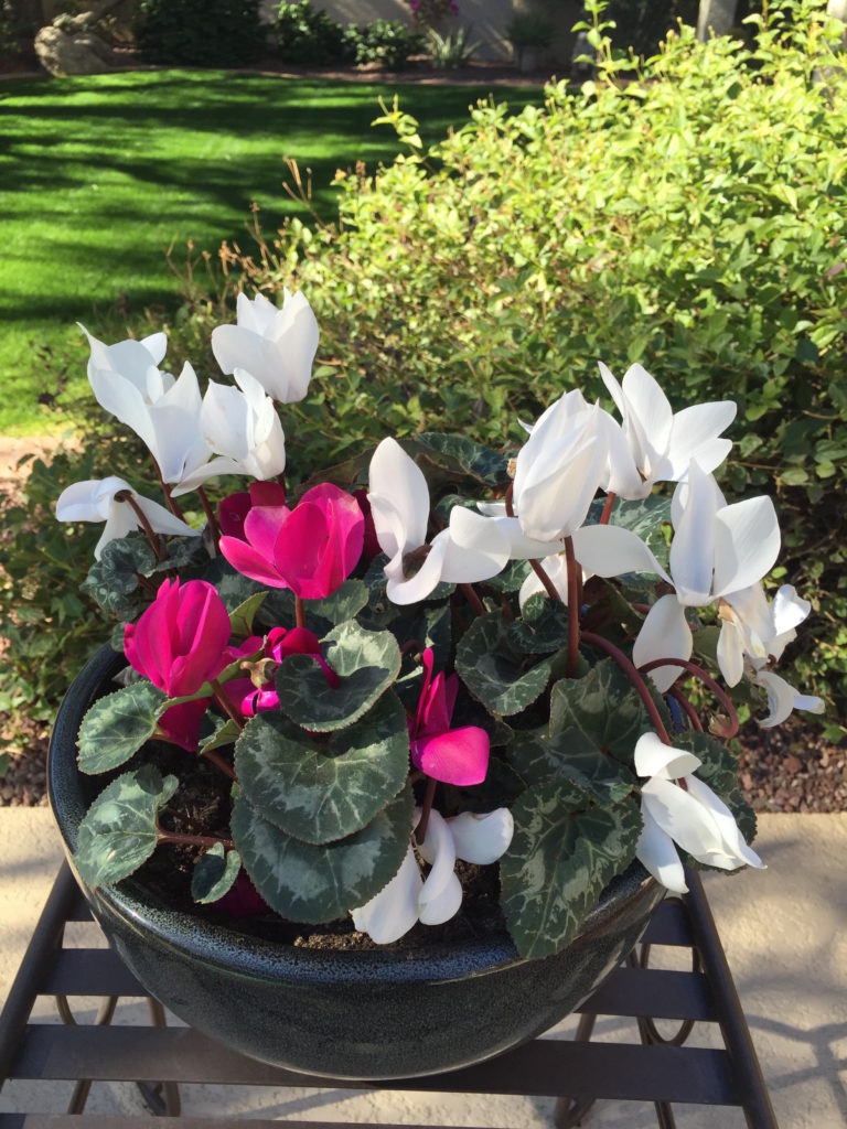 Red and white Cyclamen Plant