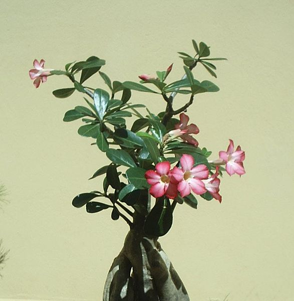 Pink, fat swollen stem Desert Rose Plants
