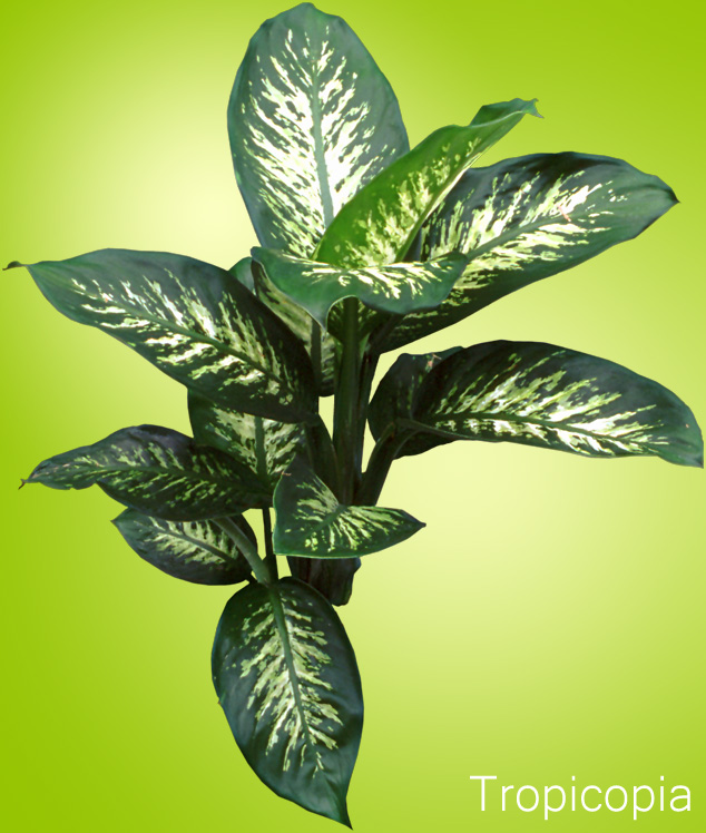 Dark green and cream colored Dieffenbachia plant