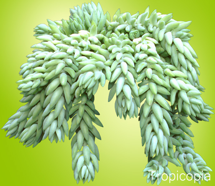 Thick, light green Donkey's Tail Plant