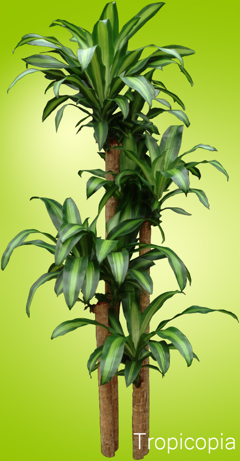 Green and yellow Dracaena Corn Plant