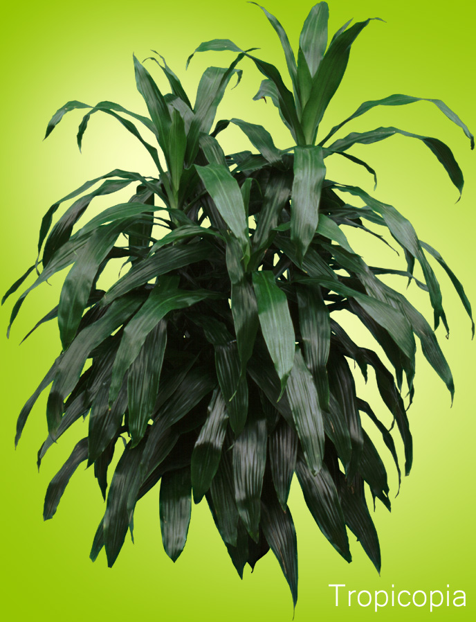 Dark green,Dracaena Janet Craig