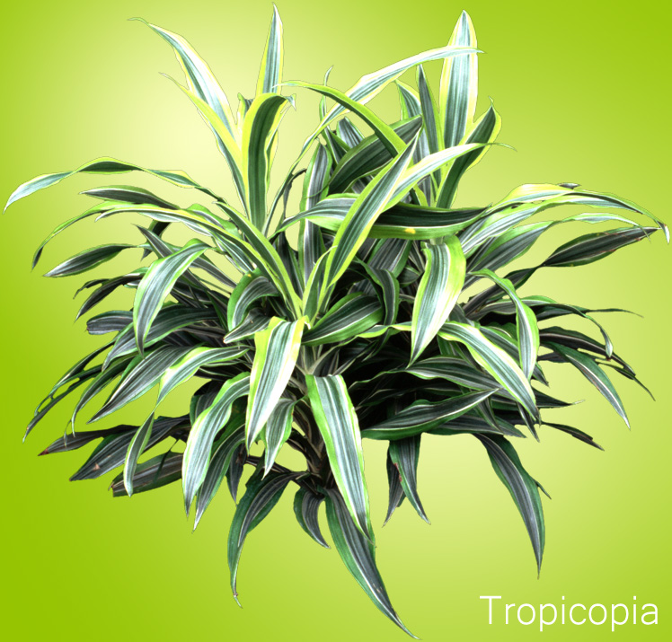 Green and yellow striped Dracaena Lemon Lime