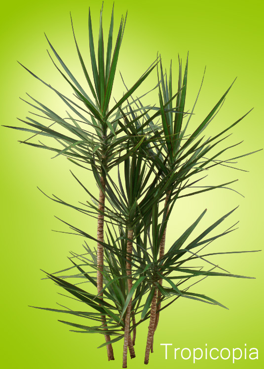 Spikey, narrow, green, Dracaena marginata Plant