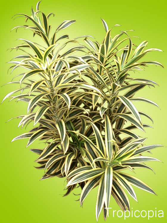 Yellow and green stripes on Dracaena Reflexa-Song of India Plant