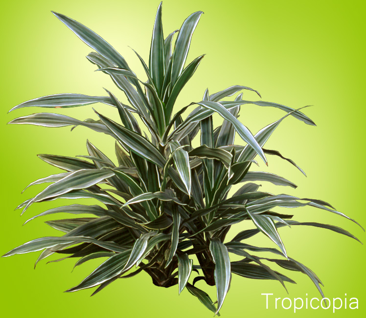 Green and white striped Dracaena Warnekii