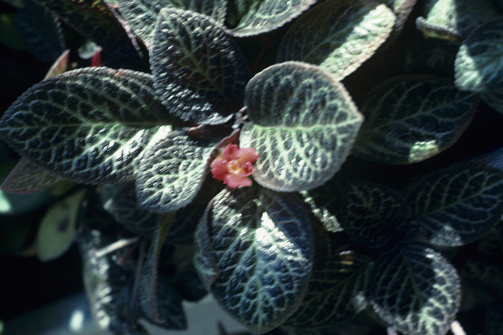 Red flower dark green episcia plant