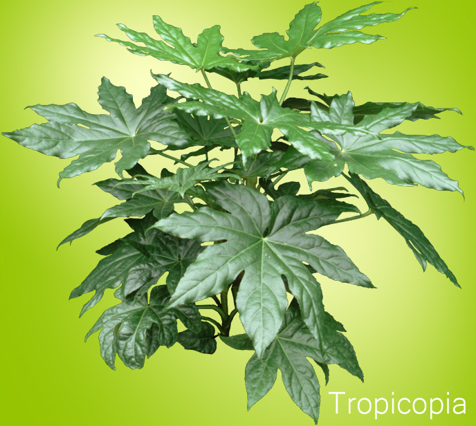 Shiny green palmate Fatsia Plant