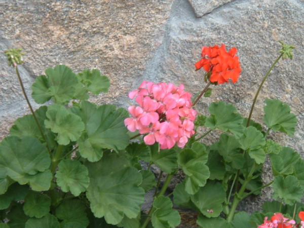 Pink and red Geranium Plant