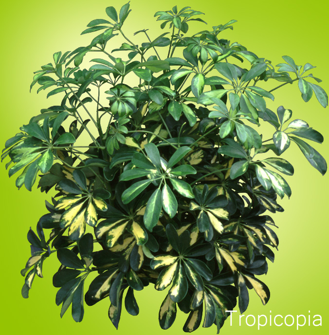 Green and yellow Hawaiian Schefflera