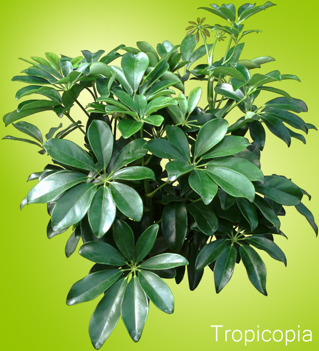 Shiny, green Hawaiian Schefflera Plant