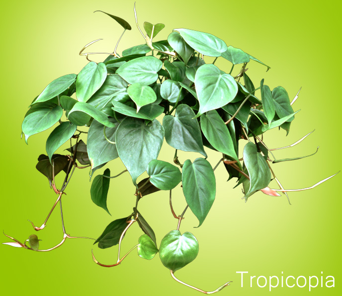 Green heart-shaped Philodendron Plant,