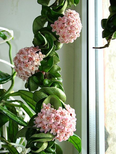 Pink waxy flowers, twisted leaves on Hindu Rope Plant