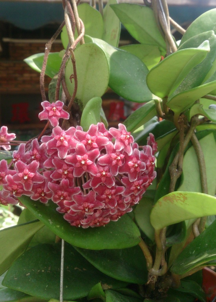 Pink Hoya Plant