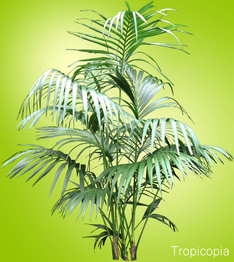 Large, green, feathery Kentia Palm