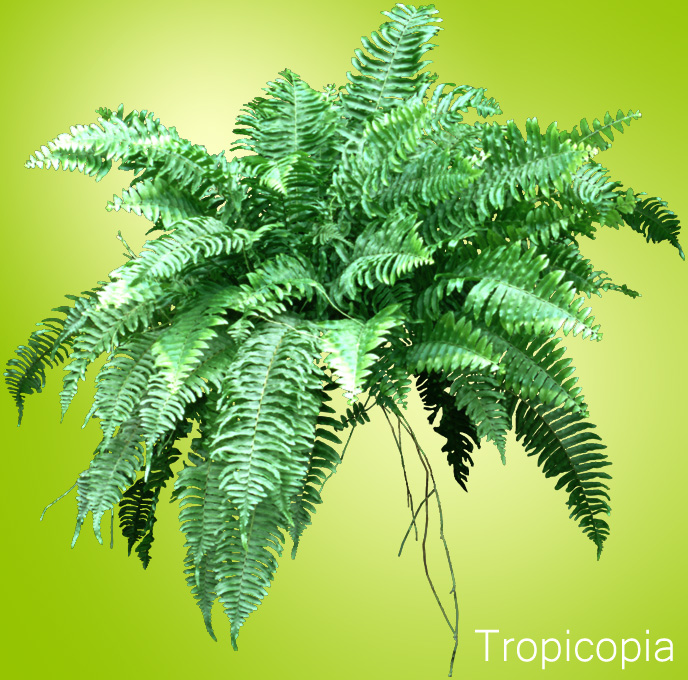 Erect, green, Kimberly Queen Fern fronds