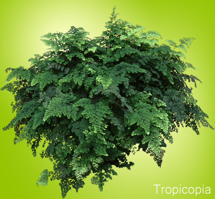 Bright green Maidenhair Fern