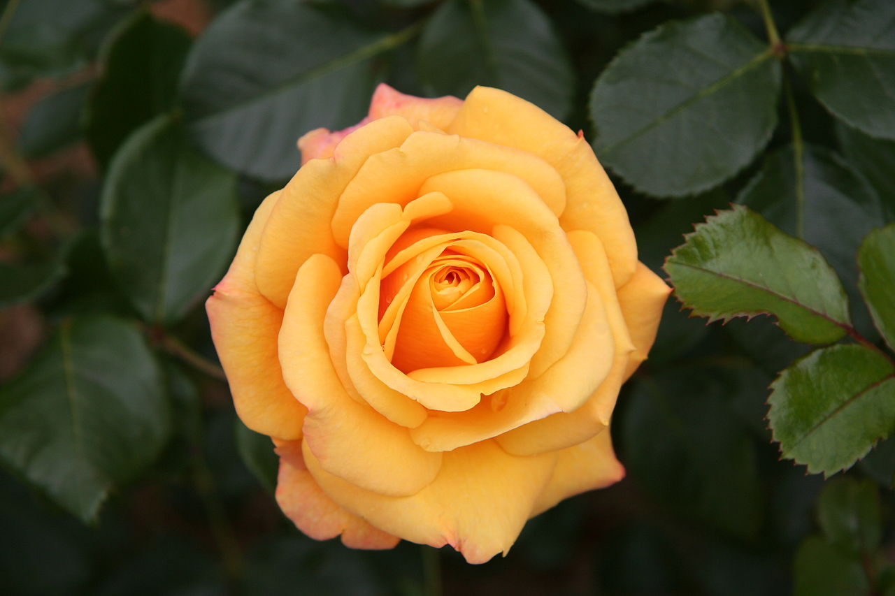 Orange/gold Miniature Rose plant