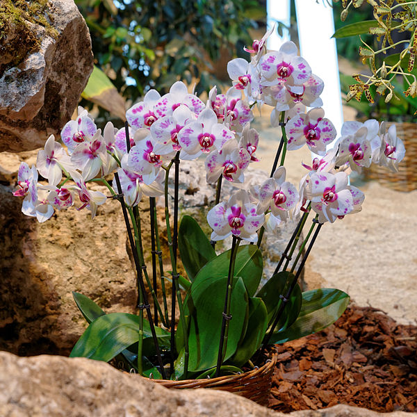 White and pink Phaleonopsis Orchid Plant