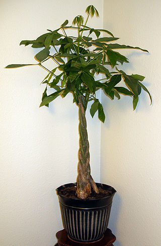 Green Pachira aquatica Plant with braided stem.