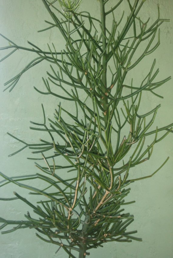 Green, succulent, thin stems on Pencil Cactus.