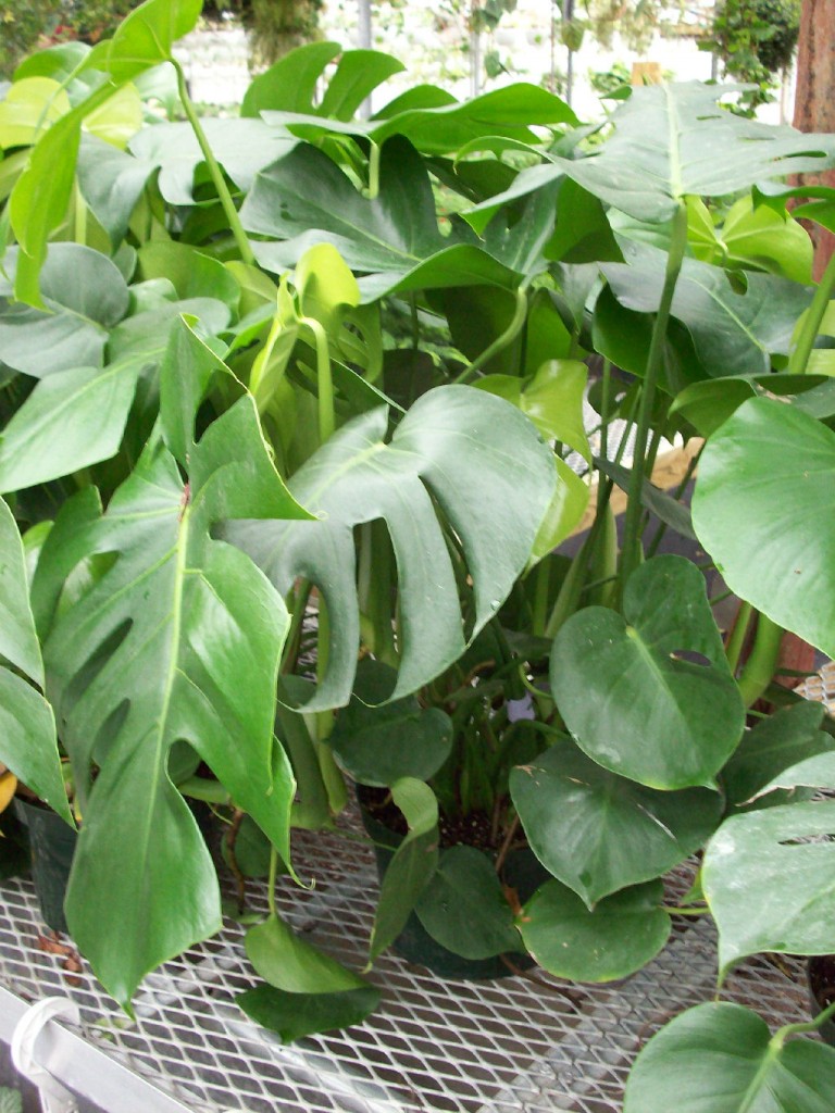 Large-leaved, glossy green Split Leaf Philodendron Plant