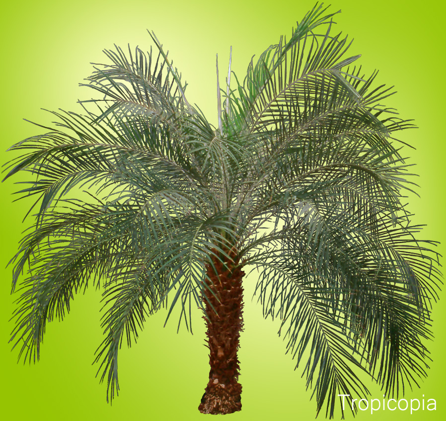 Green, arching Date Palm