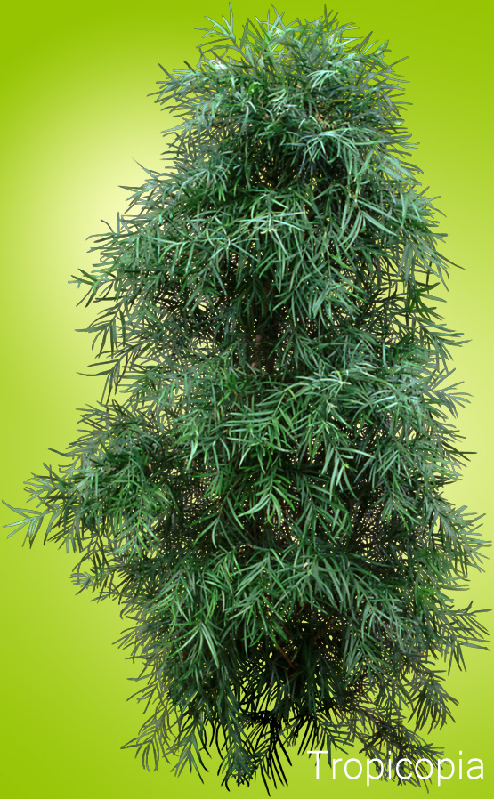 Dense, green multi-leafed Popocarpus Plant