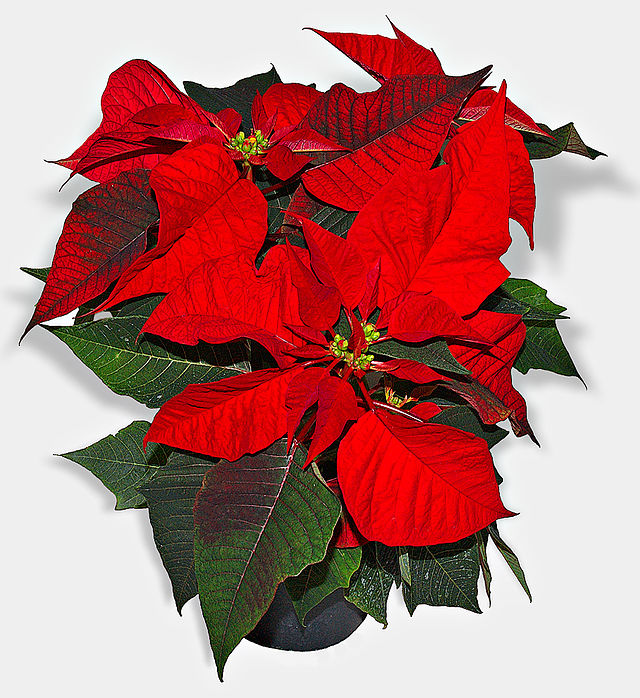 Red Poinsettia Plant