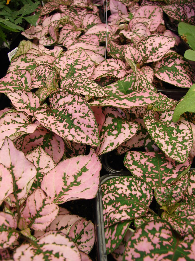 Pink and green Polka Dot Plant