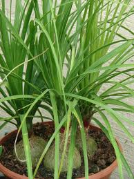 Green, thin leaves, swollen base Pony Tail Palm