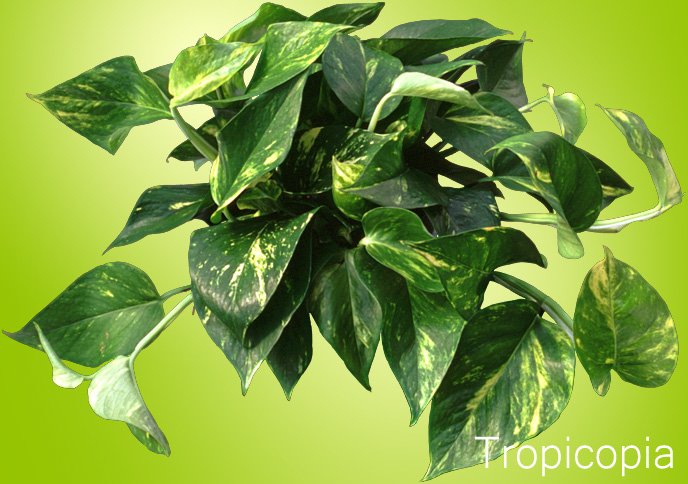 Shiny green and yellow Pothos Plant