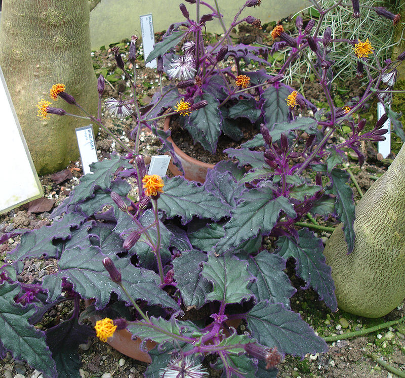 Purple hairy Purple Velvet Plant