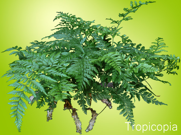 Rabbit's- Foot-Fern-Davallia-trichomannoides