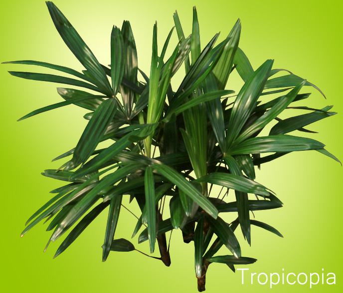 Rhapis-Palm-excelsa