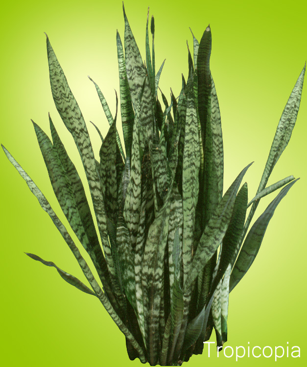 Green and yellow Sansevieria Plant