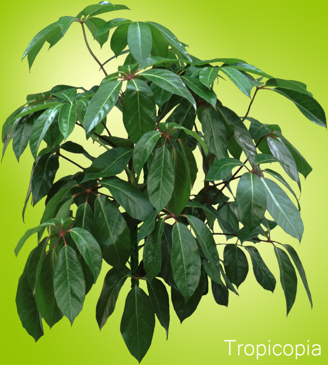 Green Schefflera Plant