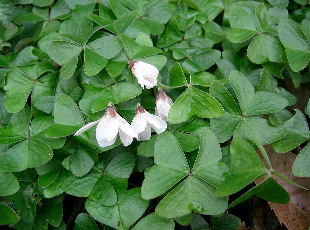 white flowers on Shamrock Plant