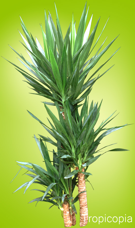 Thick, green, pointed Yucca plant