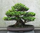 Green Bonsai Plant