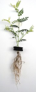 Over-watered houseplant roots 