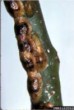 Brown Scale on plant stem