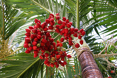 christmas palm tree