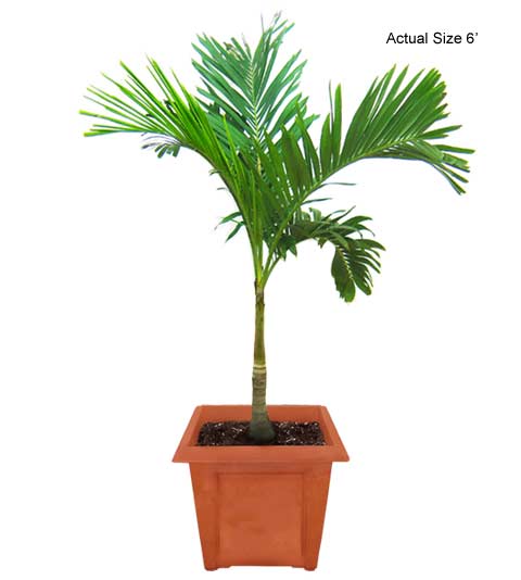 Christmas Palm - Medium Palm Tree