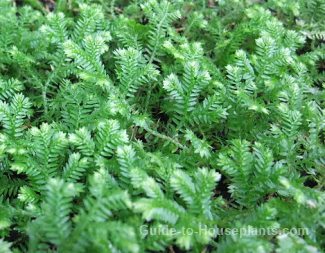 clubmoss, selaginella, selaginella kraussiana