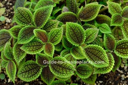 friendship plant, pilea involucrata