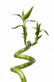 lucky bamboo house plants